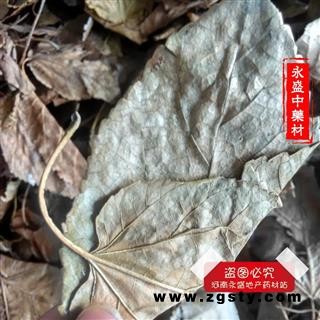 霜桑叶 冬桑叶选货 产地 河南省南阳市市辖区