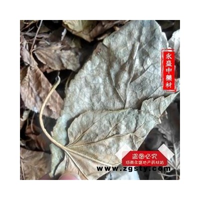 霜桑叶 冬桑叶选货 产地 河南省南阳市市辖区