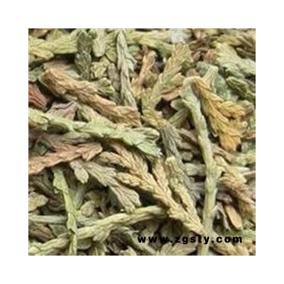 侧柏叶 侧柏叶统货 产地 山东省 国药堂 专注品质
