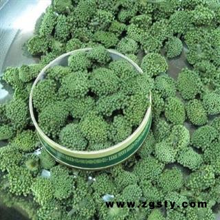 三七花 大花 产地 云南省万顺药业零风险采购欢迎你