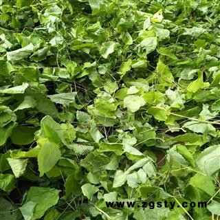 甘肃陇南野生淫羊藿  淫羊藿苷0.87精选选货