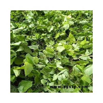 甘肃陇南野生淫羊藿  淫羊藿苷0.87精选选货