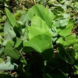 甘肃陇南野生淫羊藿  淫羊藿苷0.87精选选货 (无草精选选货)