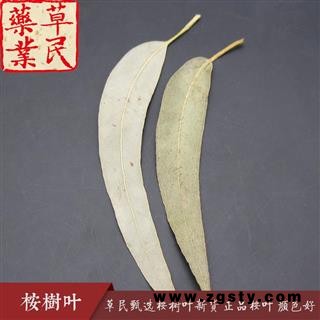 草民甄选桉树叶新货 正品桉叶 实物如图 专营冷备货量大从优