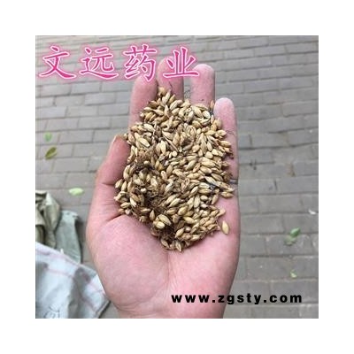 麦芽 炒麦芽 产地 河南省南阳市宛城区