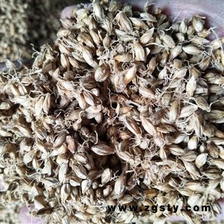 麦芽 麦芽统货 产地 山东省