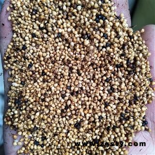 谷芽 新到清炒谷芽干净无杂质，实物拍摄 产地 山东省