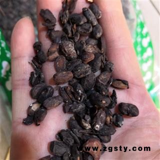 新辉药业正品淡豆豉   豆豉   杜豆豉