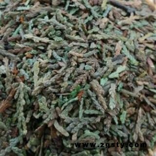 安祁名药优质侧柏 正品新货