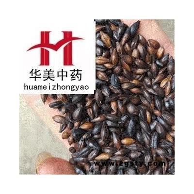 麦芽 焦麦芽 产地 山东省 华美中药 产地直销 品质保证