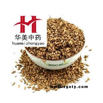 炒麦芽@【华美中药】中药材批发供应【炒麦芽】