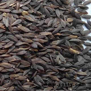 吉康药业黑巨胜  黑生菜籽 非黑芝麻  黑生菜子 莴苣子 莴苣 莴苣笋 莴菜 香莴笋