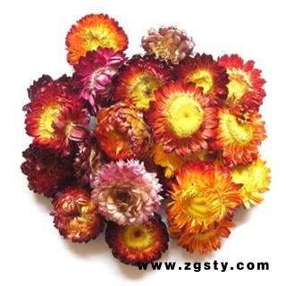 菊花 七彩菊 选装货 代加工超细粉 产地 河南省安阳市安阳县