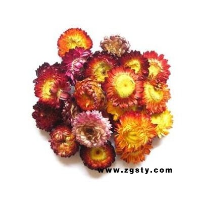 菊花 七彩菊 选装货 代加工超细粉 产地 河南省安阳市安阳县