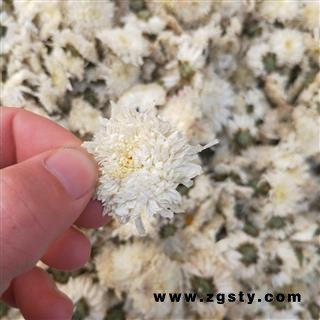 贡菊花 统 产地 安徽省黄山市徽州区  大货批发价