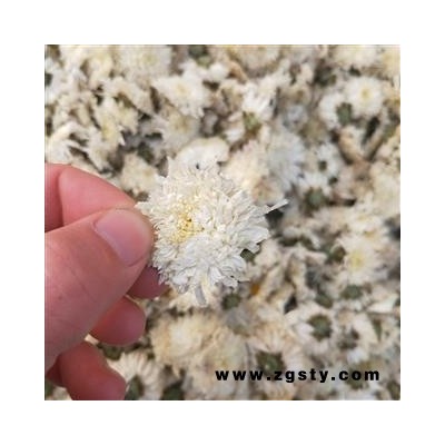 贡菊花 统 产地 安徽省黄山市徽州区  大货批发价