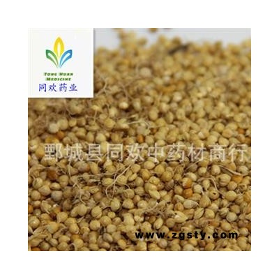 【新货炒谷芽】@【同欢药材】中药材批发供应 规格齐全 量大从优 产地 山东省