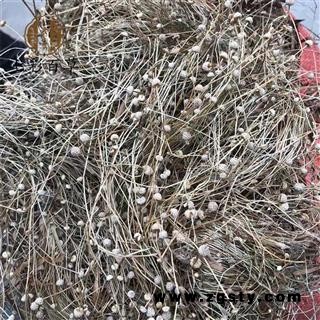 谷精草 谷精珠 精选谷精珠 产地 湖南省