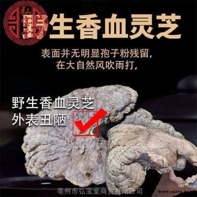 野生香血灵芝无硫无添加中药材香血灵芝整个 药食同源