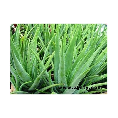 天域生物 芦荟甙20% 芦荟提取物 芦荟萃取物