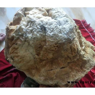 供应锦州性价比高的野生肉灵芝|锦州野生肉灵芝价钱