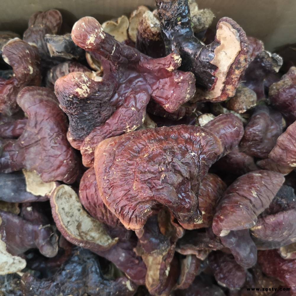 经营各种灵芝 灵芝批发市场