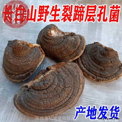 马蹄灵芝中药材实物图片  马蹄灵芝出售