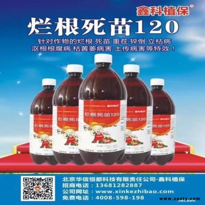 茄子的黄萎病防治   水养芦荟跟烂了怎办  野生兰直接长在土里为么烂根  石榴树烂根怎处理  芝麻青枯病用什药