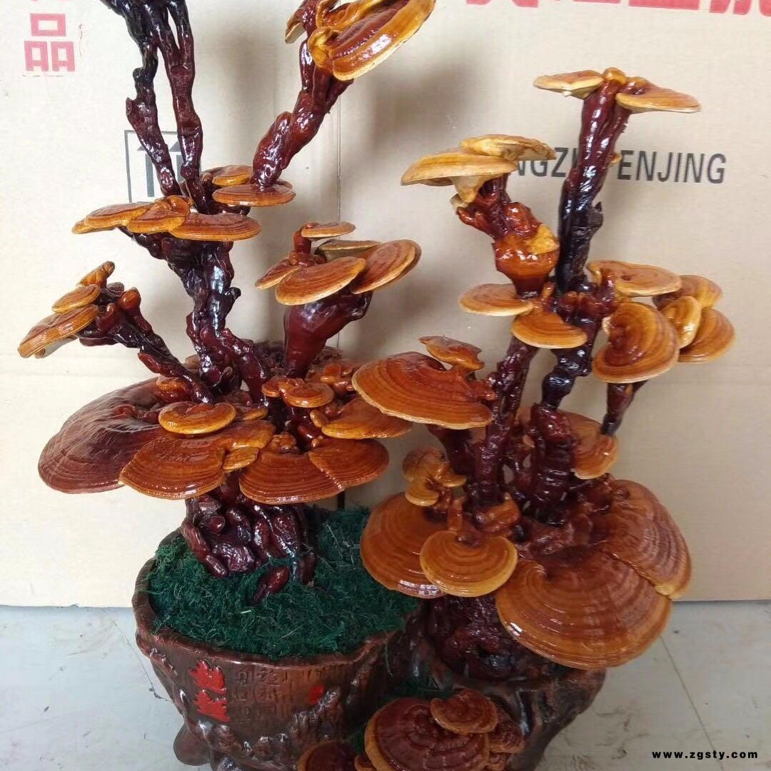 金周 灵芝下脚料 灵芝切片 紫灵芝 价格从优