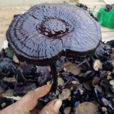 金周 破壁孢子粉 灵芝超细粉  紫灵芝  价格从优