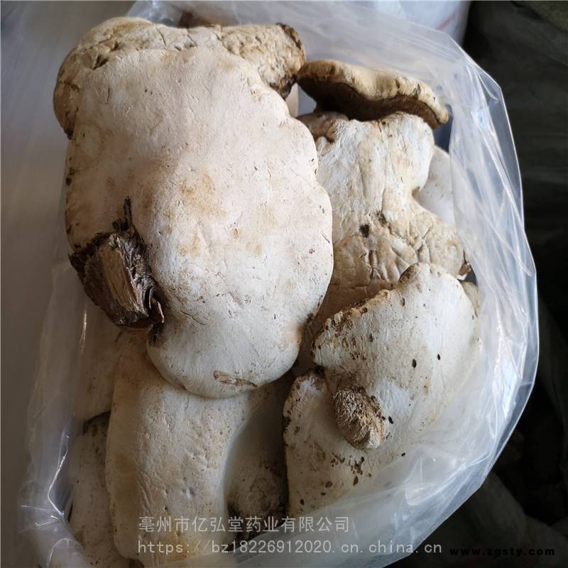 野生苦白蹄价格西藏白灵芝批发