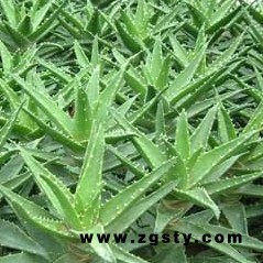 陕西新天域生物  芦荟提取物大黄素 芦荟大黄素98%质量保证