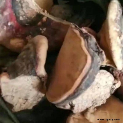 六顺堂 树舌 皂角菌 盖灵芝 扁芝 赤色老母菌直销
