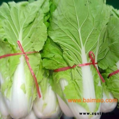 山东供应有机白菜 有机白菜的价格 有机白菜营养价值