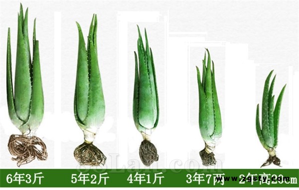 供应黄家荟库拉索芦荟种苗
