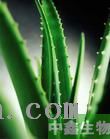 芦荟提取物