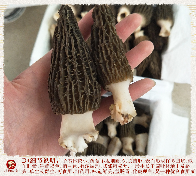 cstcssnxinxianyangdujun011.jpg