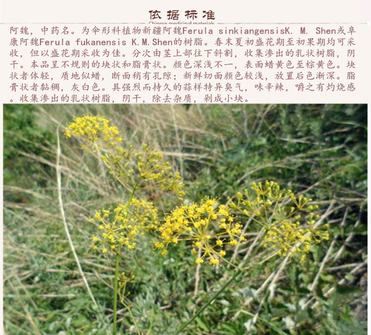 阿魏9.jpg
