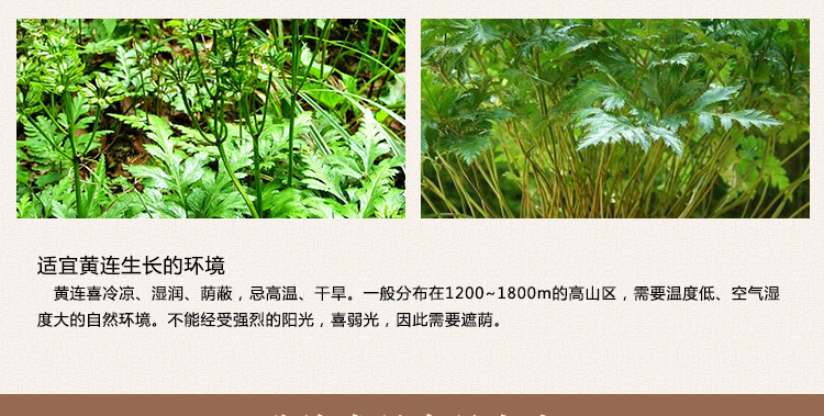 黄连_12.jpg