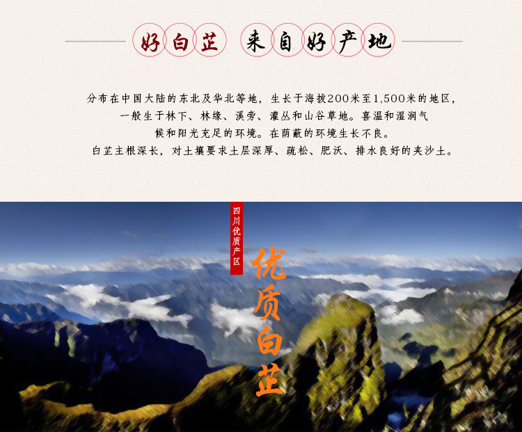 白芷_03.jpg