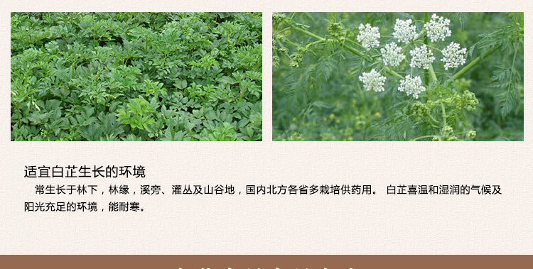 白芷_12.jpg