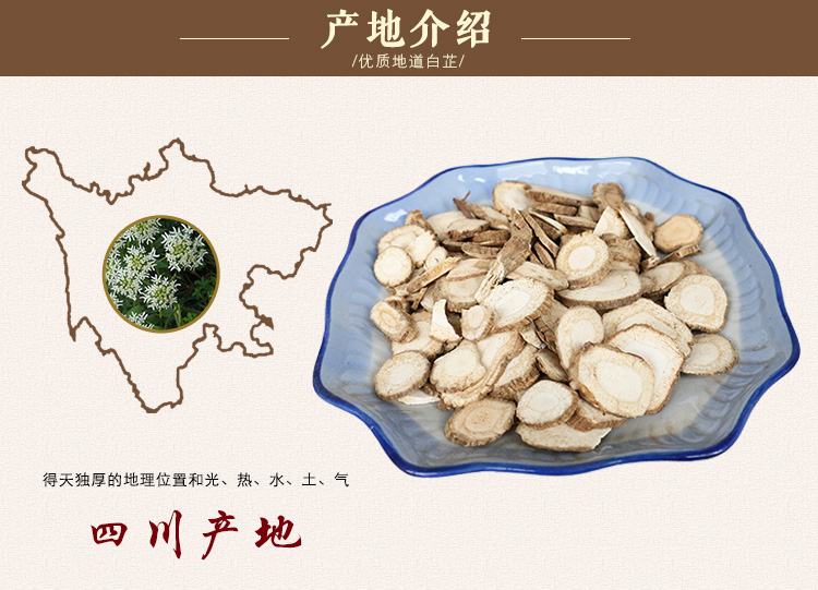 白芷_10.jpg