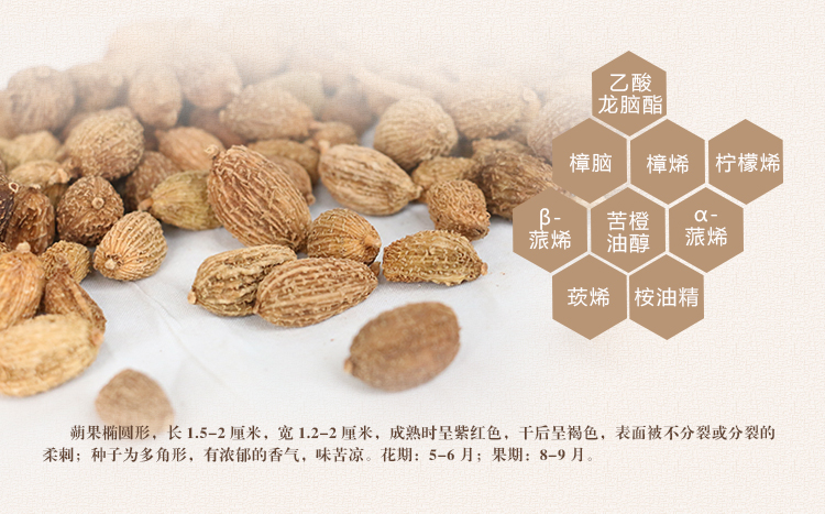 砂仁_04.jpg