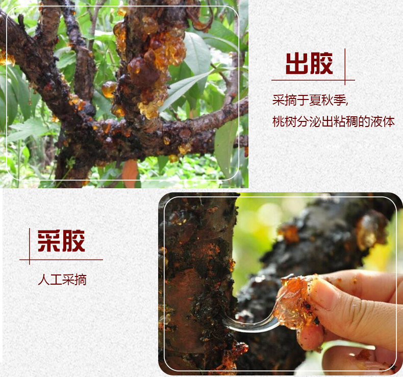 珍珠桃胶详情4.jpg