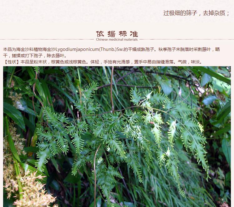 海金沙4.jpg