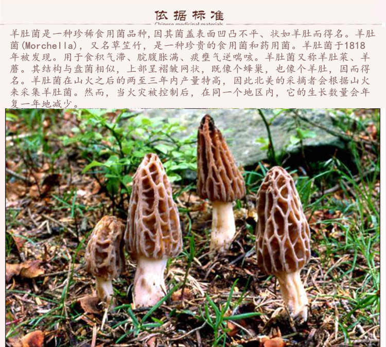 羊肚菌9.jpg