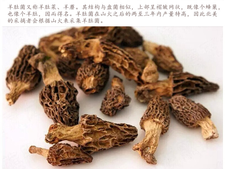 羊肚菌4.jpg