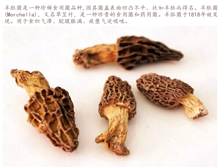 羊肚菌3.jpg