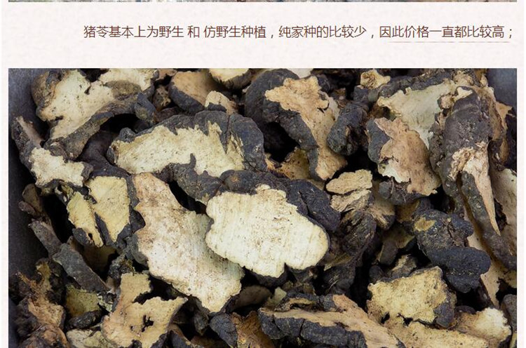 猪苓3.jpg