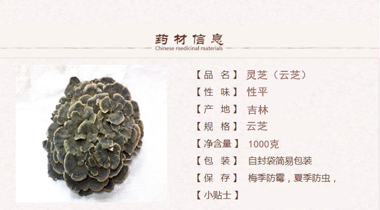 云芝1.jpg
